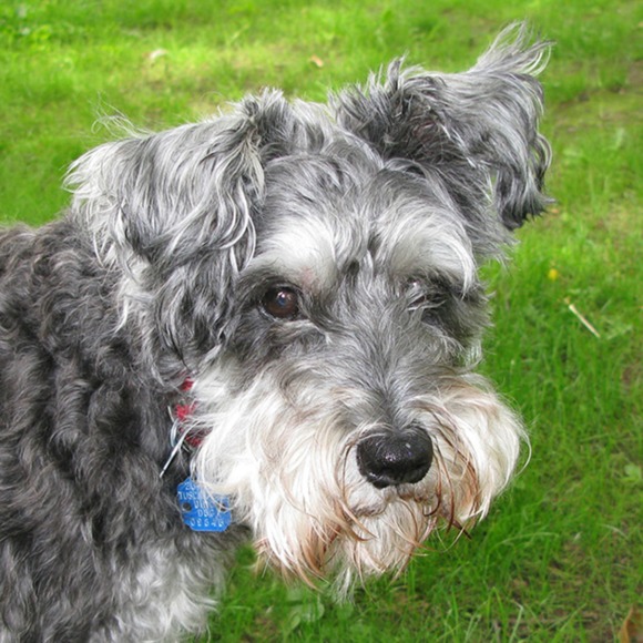 my_dog_geno